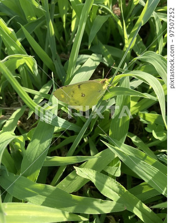 A tiger butterfly that inhabits the banks of the Arakawa River in Kawaguchi City, Saitama Prefecture. A tiger butterfly that inhabits the banks of the Arakawa River in Kawaguchi City, Saitama Prefecture. 97507252