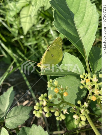 A tiger butterfly that inhabits the banks of the Arakawa River in Kawaguchi City, Saitama Prefecture. A tiger butterfly that inhabits the banks of the Arakawa River in Kawaguchi City, Saitama Prefecture. 97507253