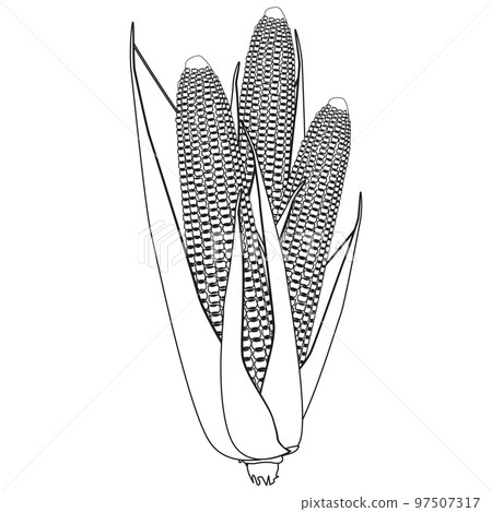Outline of three corn cobs with grains and leaves isolated on white background. Design element. 97507317