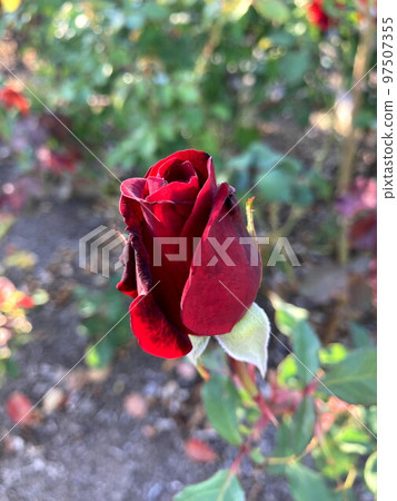 Bud of Roses 97507355