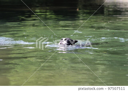 Mighty-kun, a cute Boston terrier swimming happily in the Tokigawa River, a popular spot for playing in the river♡ 97507511