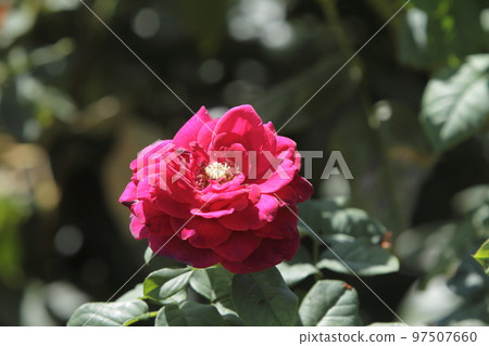 Arao City Ominous Citizen Flower Bed Rose Flower, 97507660