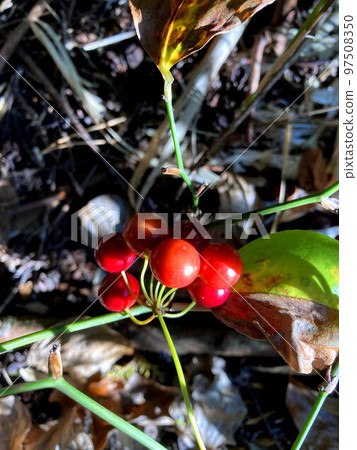 Sartori Ubara Sartori Ubara 97508350