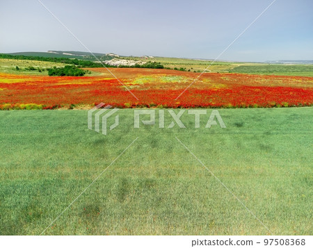 Field of red poppies near to green wheat field. Aerial view. Beautiful field scarlet poppies flowers with selective focus. Red poppies in soft light. Glade of red poppies. Papaver sp. Nobody Field of red poppies near to green wheat field. Aerial view. Beautiful field scarlet poppies flowers with selective focus. Red poppies in soft light. Glade of red poppies. Papaver sp. Nobody 97508368