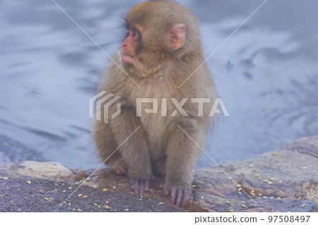 冬天的地獄谷雪猴公園日本獼猴（雪猴）小猴子 97508497