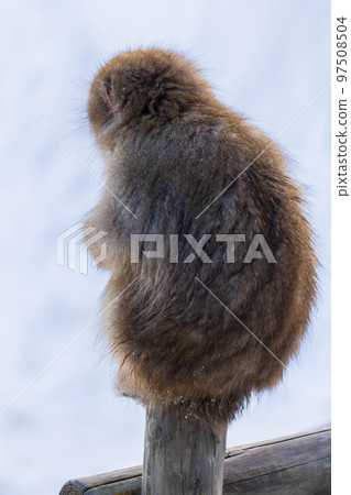 Jigokudani Monkey Park in winter Japanese macaques (snow monkeys) Jigokudani Monkey Park in winter Japanese macaques (snow monkeys) 97508504