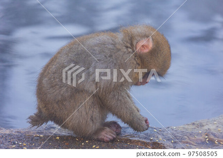 Jigokudani Monkey Park in winter Japanese macaques (snow monkeys) baby monkeys Jigokudani Monkey Park in winter Japanese macaques (snow monkeys) baby monkeys 97508505