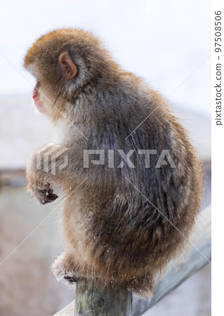 Jigokudani Monkey Park in winter Japanese macaques (snow monkeys) Jigokudani Monkey Park in winter Japanese macaques (snow monkeys) 97508506