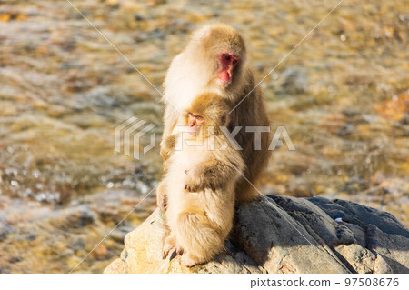 Jigokudani Monkey Park in winter Japanese macaques (snow monkeys) parent and child Jigokudani Monkey Park in winter Japanese macaques (snow monkeys) parent and child 97508676