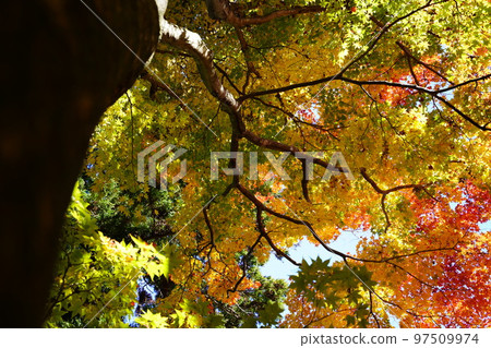 Kyoto Wazuka, Shoboji Temple, A big Japanese maple tree looking up Kyoto Wazuka, Shoboji Temple, A big Japanese maple tree looking up 97509974