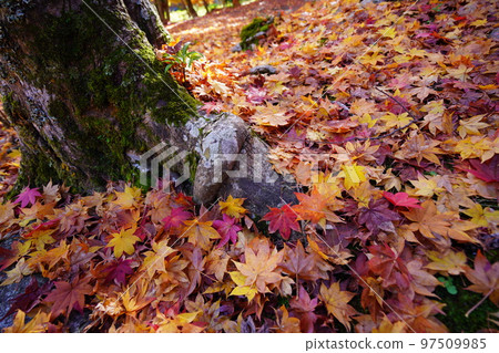 Autumn leaves on the approach to Shoboji Temple in Wazuka, Kyoto 97509985