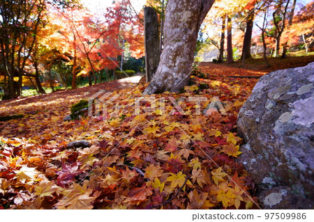Autumn leaves on the approach to Shoboji Temple in Wazuka, Kyoto 97509986