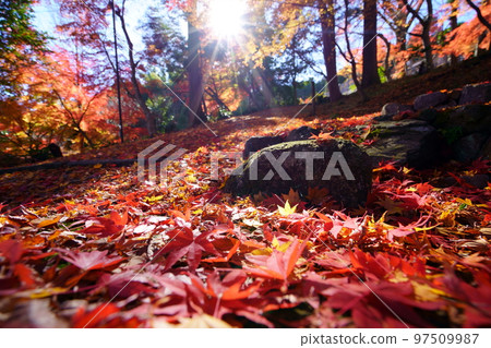 Autumn leaves on the approach to Shoboji Temple in Wazuka, Kyoto 97509987