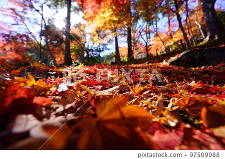 Autumn leaves on the approach to Shoboji Temple in Wazuka, Kyoto Autumn leaves on the approach to Shoboji Temple in Wazuka, Kyoto 97509988