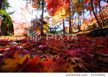 Autumn leaves on the approach to Shoboji Temple in Wazuka, Kyoto Autumn leaves on the approach to Shoboji Temple in Wazuka, Kyoto 97509992