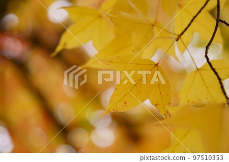 Yellow leaves of Taiwan Fuu, forest of fantasy, background material Yellow leaves of Taiwan Fuu, forest of fantasy, background material 97510353