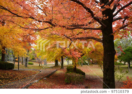 深秋的台灣慧園 深秋的台灣慧園 97510379