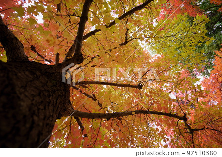 深秋的台灣胡公園・仰望的大樹 深秋的台灣胡公園・仰望的大樹 97510380