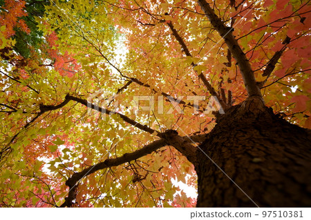 深秋的台灣胡公園・仰望的大樹 97510381