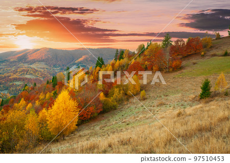 Autumn day Ukrainian Carpathians colorful trees, with the sun shining haze gentle rays with spectacular lighting effects. beech birch is very beautiful on the background of blue mountains 97510453