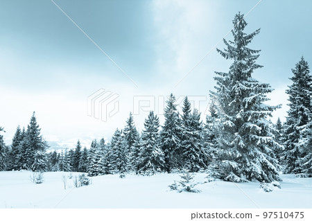 Winter weather with snowdrifts and fog in the mountain spruce forest. Trees curved under the weight of snow 97510475