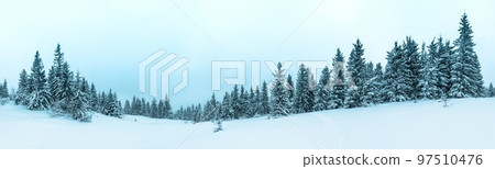 Winter weather with snowdrifts and fog in the mountain spruce forest. Trees curved under the weight of snow Winter weather with snowdrifts and fog in the mountain spruce forest. Trees curved under the weight of snow 97510476