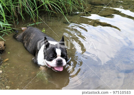 常溪川町的常溪川淺水區，可愛的波士頓梗 Mighty 是河邊嬉戲的熱門地點。 97510583