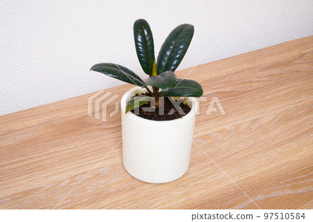 盆栽橡膠樹 97510584