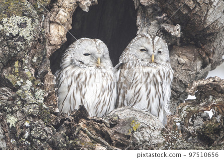 A pair of Yezo owls snuggling up close 97510656