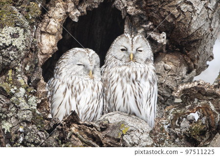 一對靠得很近的蝦夷貓頭鷹 97511225