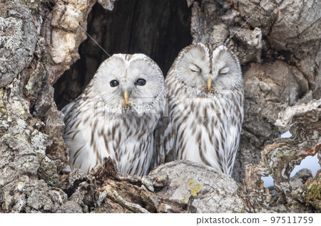 一對靠得很近的蝦夷貓頭鷹 97511759