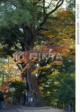 Hitachikuni Soja Shrine Kusunoki 97511837