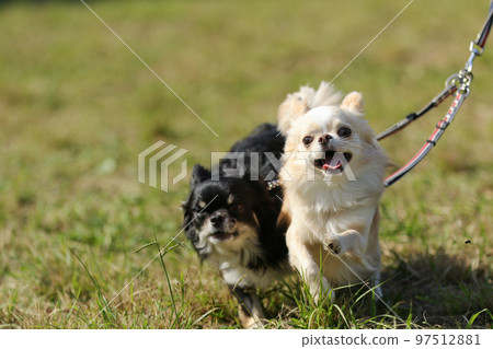 兩隻長毛吉娃娃在草坪上快樂地奔跑，拴著不同的皮帶 97512881