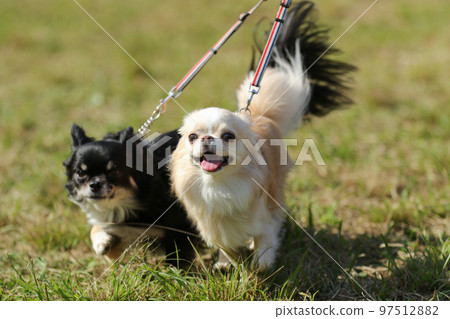 Two long-coated Chihuahuas running happily on the lawn with separate leashes Two long-coated Chihuahuas running happily on the lawn with separate leashes 97512882