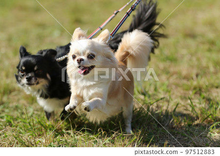 Two long-coated Chihuahuas running happily on the lawn with separate leashes 97512883