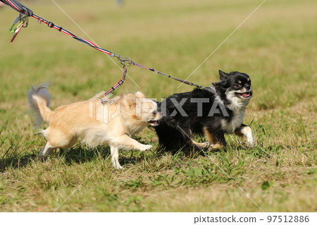 Two long-coated Chihuahuas running happily on the lawn with separate leashes 97512886