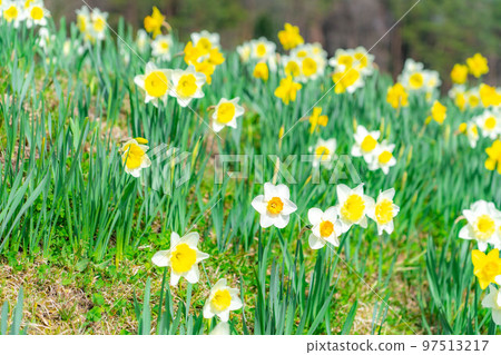 [Spring material] Daffodils on Kozenji Street in Minamishinshu [Nagano Prefecture] 97513217