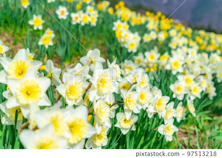 [Spring material] Daffodils on Kozenji Street in Minamishinshu [Nagano Prefecture] 97513218