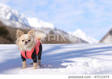 在雪山的映襯下,雪地上穿著羽絨服的長毛吉娃娃 在雪山的映襯下,雪地上穿著羽絨服的長毛吉娃娃 97513474