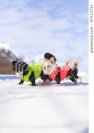 The moment when two long-coated Chihuahuas wearing fluorescent down coats start running on the fresh snow 97513731