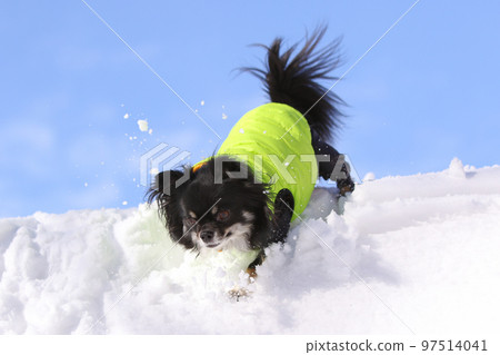 穿著羽絨背心的長大衣吉娃娃在藍天下的雪地上快樂地玩耍 穿著羽絨背心的長大衣吉娃娃在藍天下的雪地上快樂地玩耍 97514041