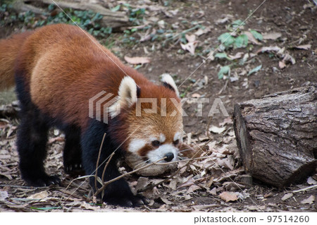 小熊貓 小熊貓 97514260