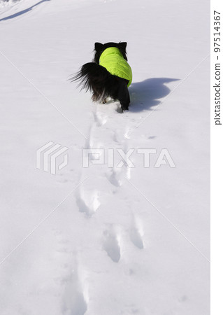 黑色棕褐色長大衣吉娃娃走後在雪地裡留下腳印 97514367