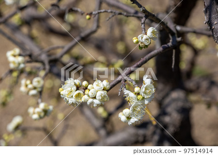 Plum Festival Plum Festival 97514914