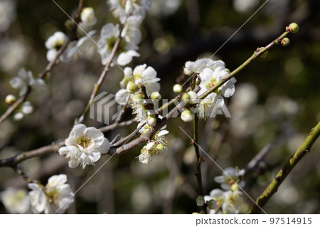 White plum White plum 97514915