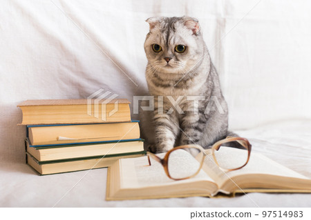 Interested cat sitting near stack of books and owner glasses 97514983
