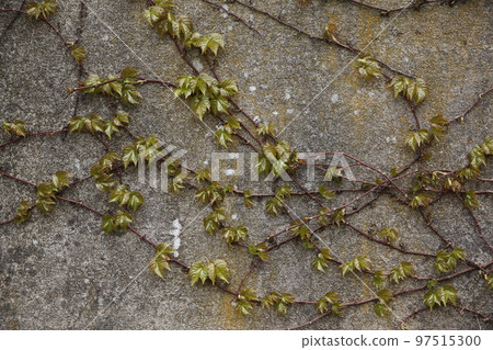 Tsuta entwined on the wall Tsuta entwined on the wall 97515300