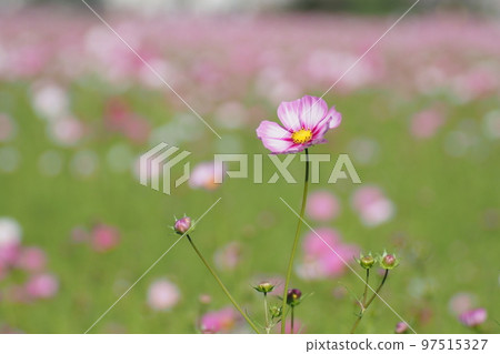 pink and white cosmos flowers 97515327
