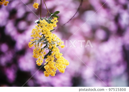 Beautiful mimosa flowers blooming in spring 97515808
