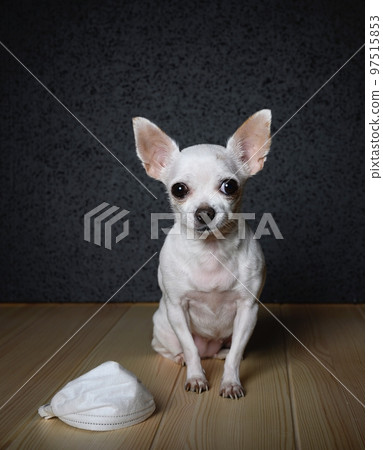 The dog sits on the floor and looks straight ahead with a white gauze bandage to protect him from the virus at his feet. 97515853